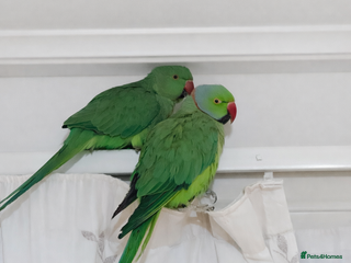 Ringnecks birds Breeding Pair For Sale - Advert 19