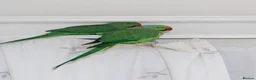 Ringnecks birds for sale: Breeding Pair For Sale  - Advert 1