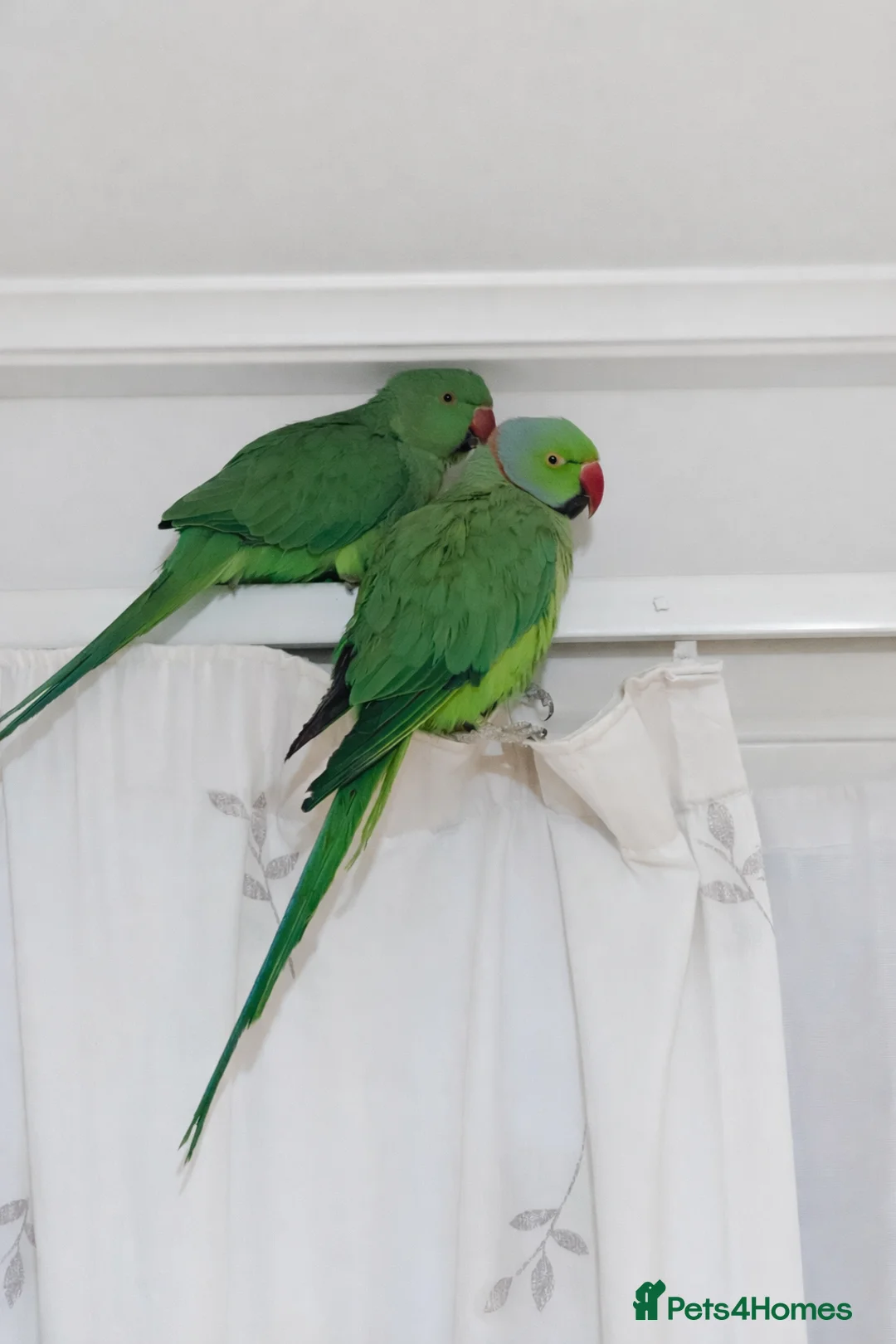 Ringnecks birds for sale: Breeding Pair For Sale  - Advert 1