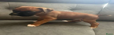 Boxer 3