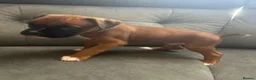 Boxer dogs for sale: Bobtail puppy boxers  - Advert 12