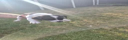 Jack Russell dogs for sale: Jack Russell puppies  - Advert 10