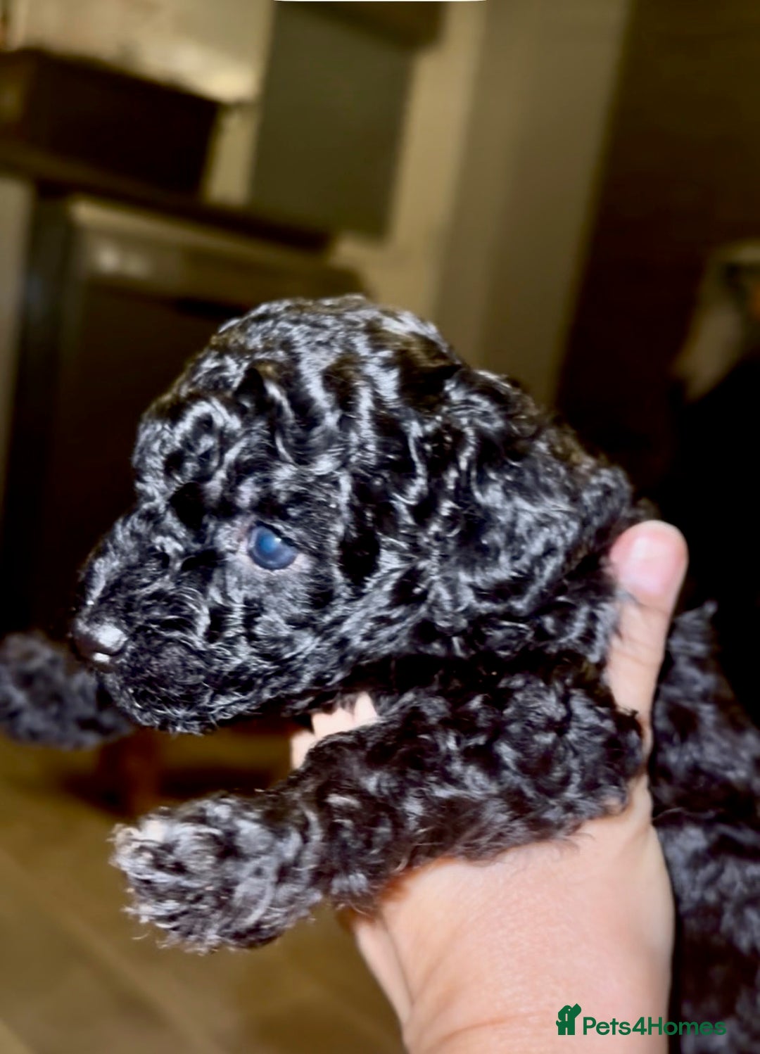 Poochon dogs for sale: Poochon puppies  - Image 4