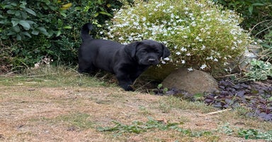 Labrador Retriever dogs - Advert 5