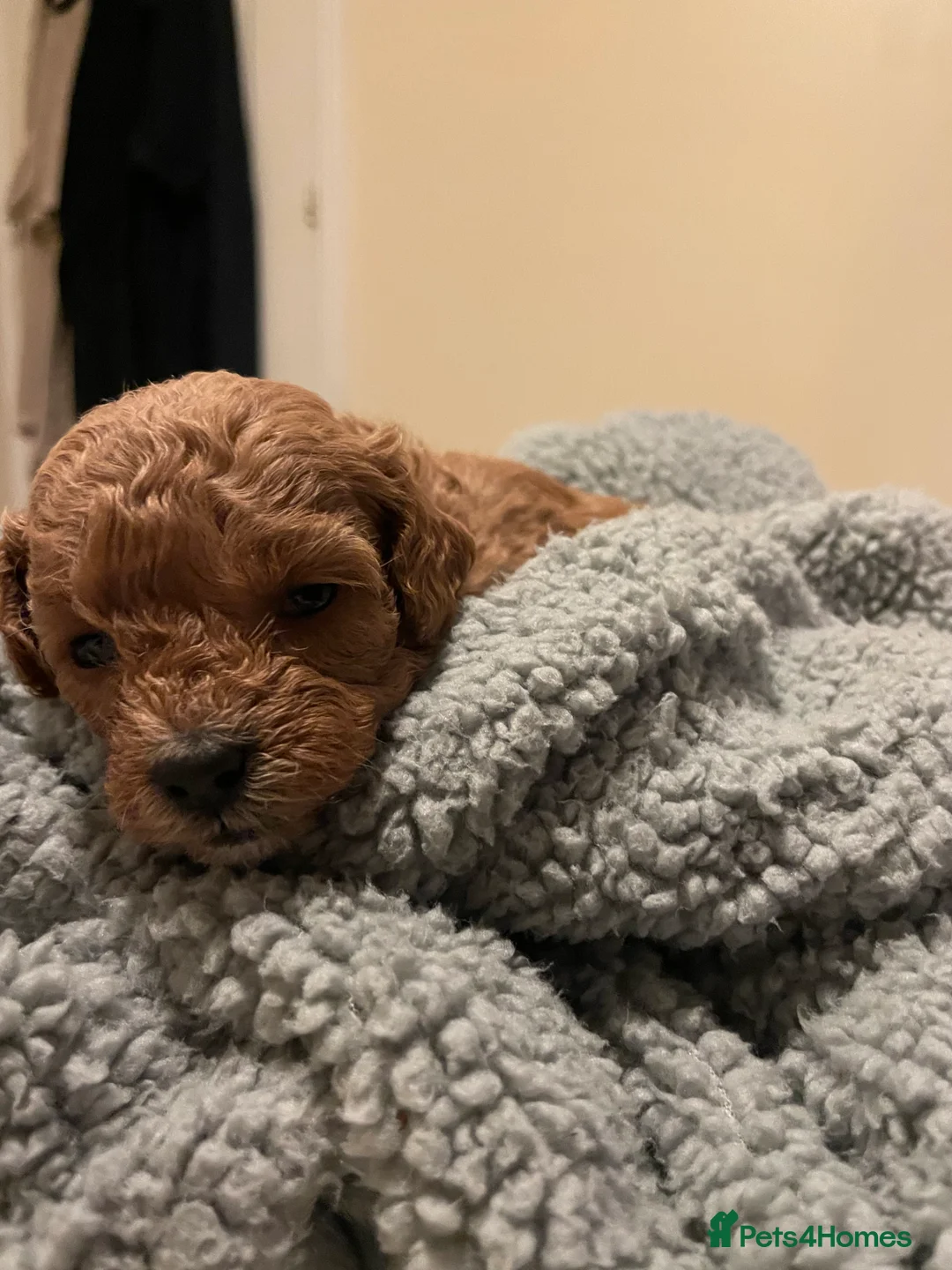 Toy Poodle dogs for sale: toy poodle puppies Ready to leave 5th april  - Advert 30
