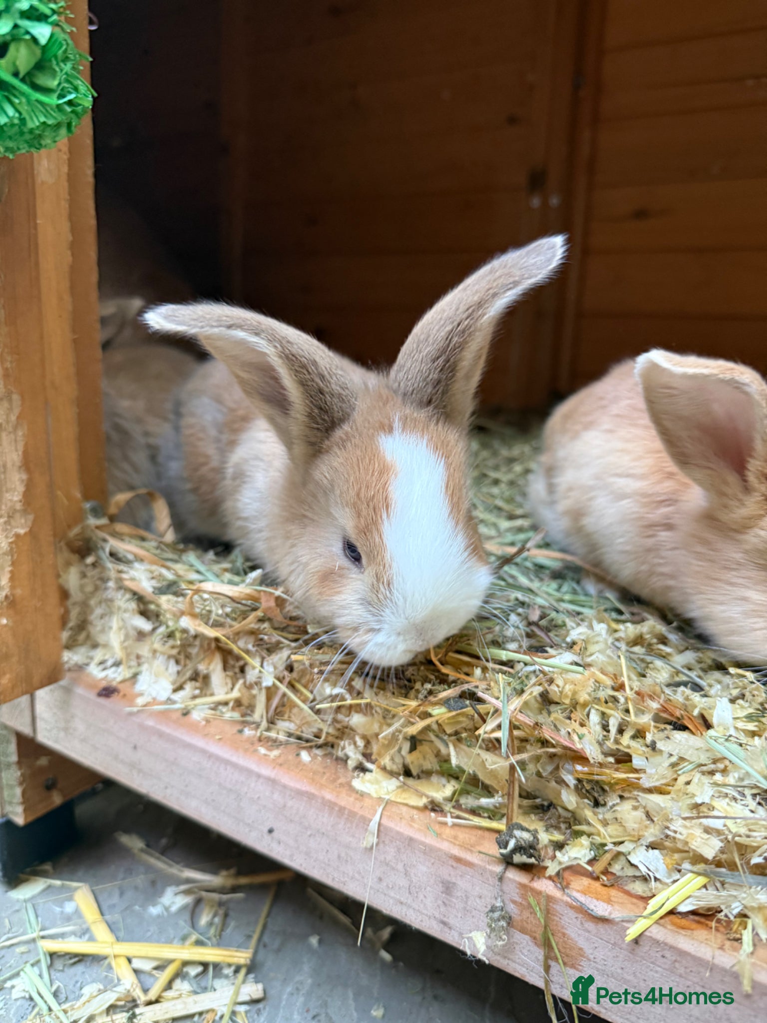 Mixed Breed rabbits 4x continental giant x French lop bunnies for sale - Advert 7