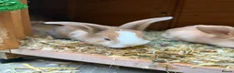 Mixed Breed rabbits for sale: 4x continental giant x French lop bunnies for sale in Sevenoaks - Advert 1