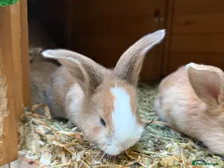 Mixed Breed rabbits 4x continental giant x French lop bunnies for sale - Advert 7