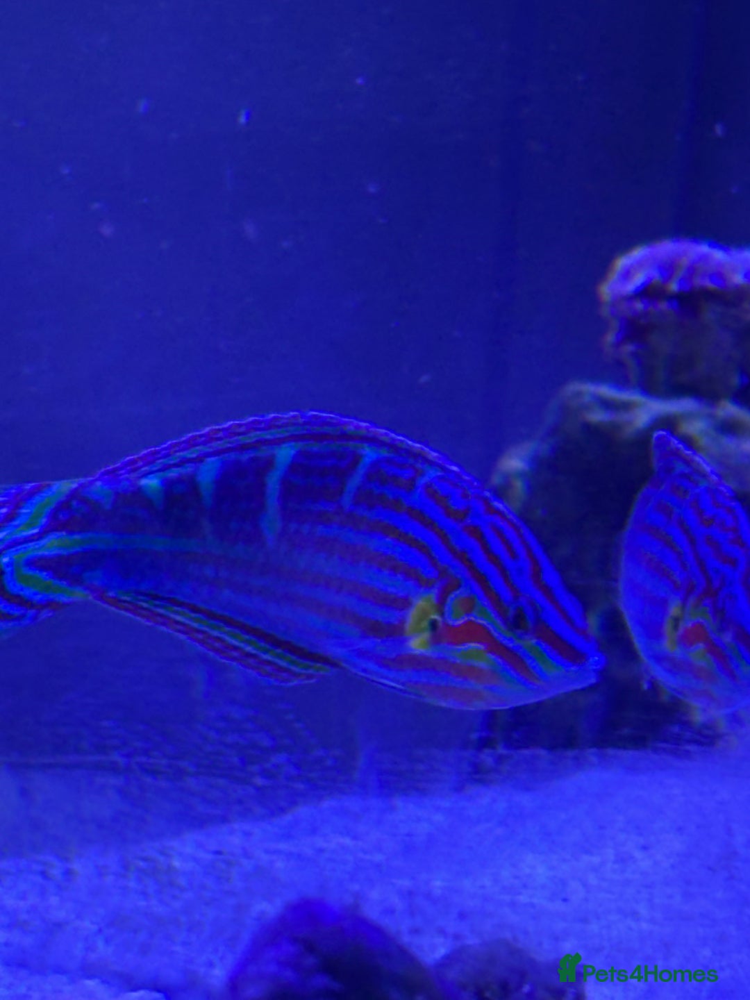 Shrimps fish for sale: 220L marine tank - Advert 2