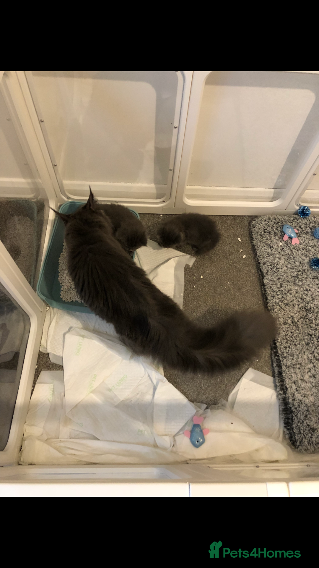 Maine Coon cats for sale: Black/Blue Smoke Maine Coon - Image 25