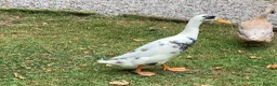 Ducks poultry for sale: 2 Indian Runner duck drakes in Appleby-in-Westmorland - Advert 1