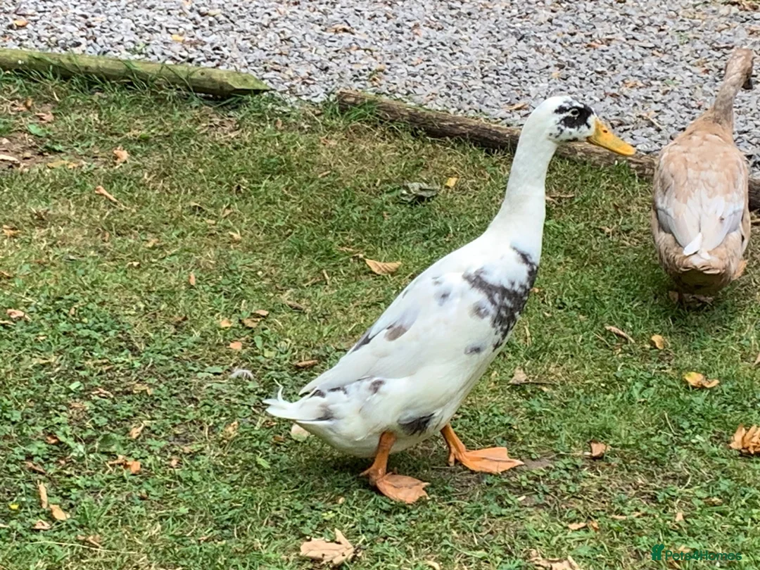 Ducks poultry for sale: 2 Indian Runner duck drakes in Appleby-in-Westmorland - Advert 1