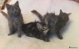 Maine Coon cats for sale: Ragdoll x Maine coon kittens  - Image 8
