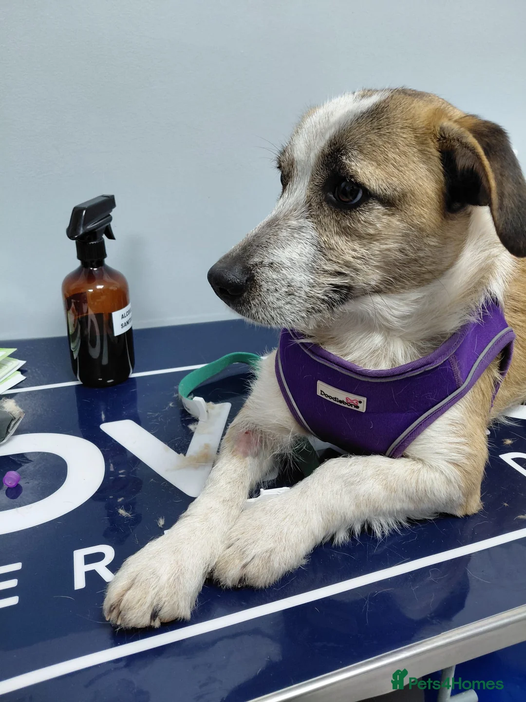 Mixed Breed dogs for adoption: 💖 Meet JESSICA 💖 - a story of Strength and Love - Advert 5