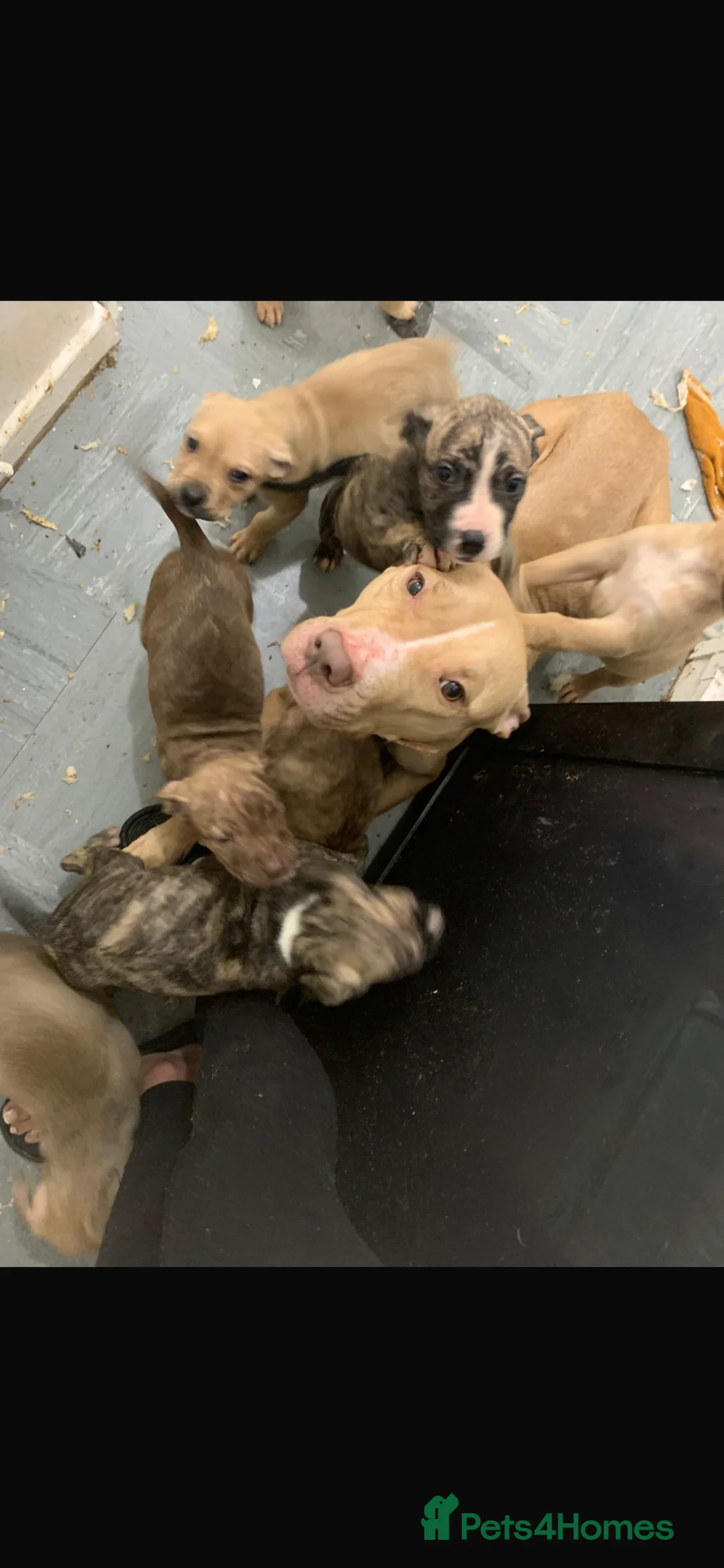 Mixed Breed dogs for sale:  Chunky Staffy x Cane Corso Puppies  - Advert 20