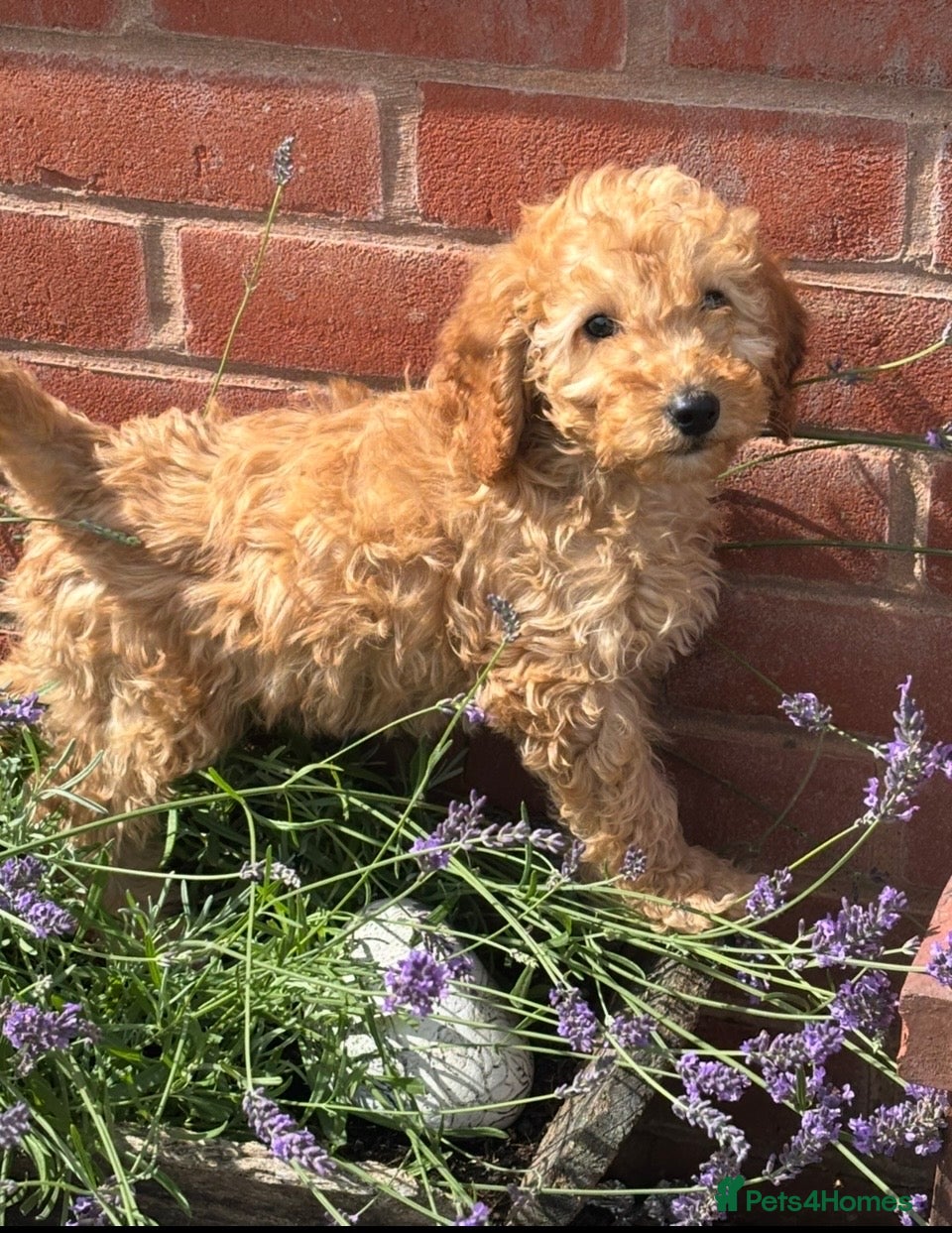 Miniature Poodle dogs Last two KC registered miniature poodles  - Advert 1
