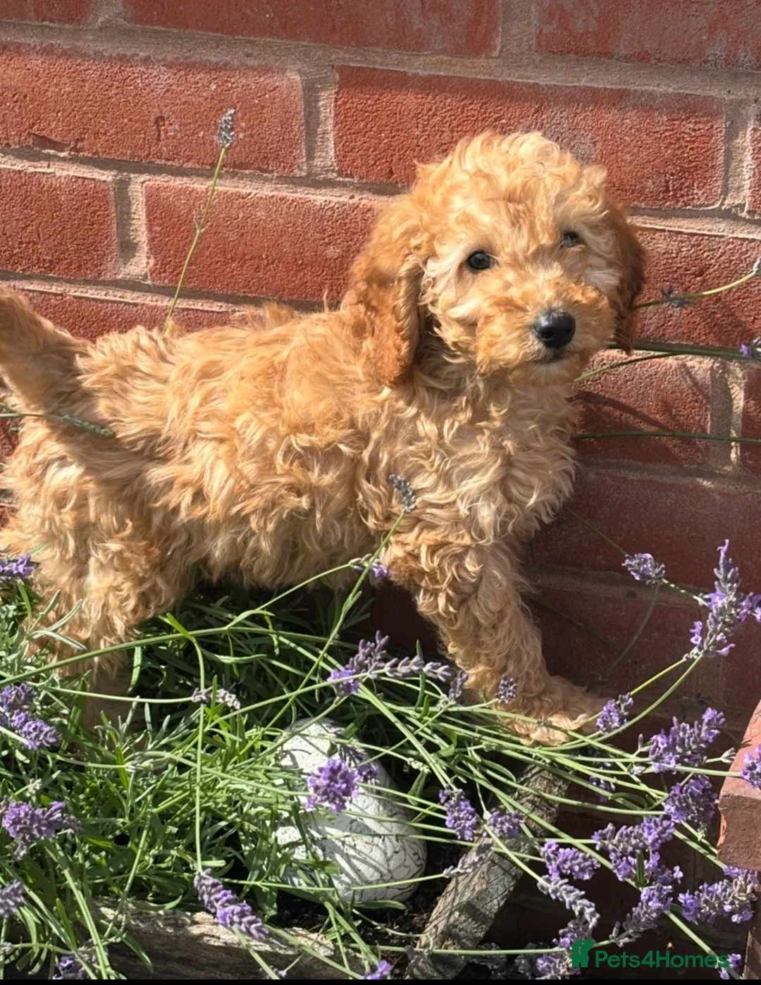 Miniature Poodle dogs for sale: Last two KC registered miniature poodles  - Advert 1