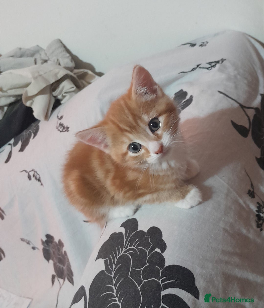 Mixed Breed cats for sale: 3 gorgeous kittens 😺😸😻 - Advert 11