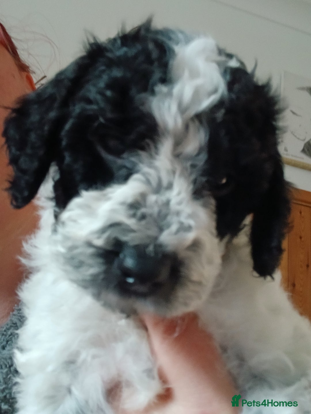 Cockapoo dogs for sale: Cockapoo puppies  - Image 3