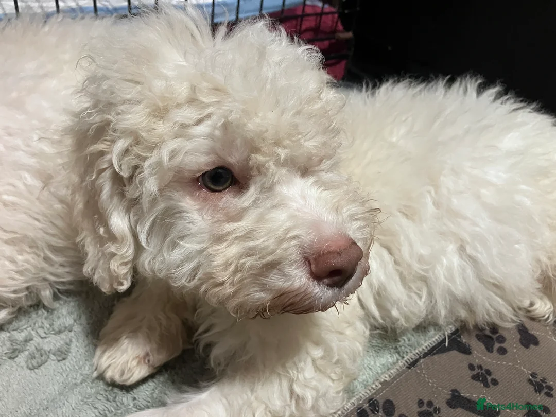 Lagotto Romagnolo dogs for sale: Pedigree Lagotto Romagnolo Puppies - Advert 10