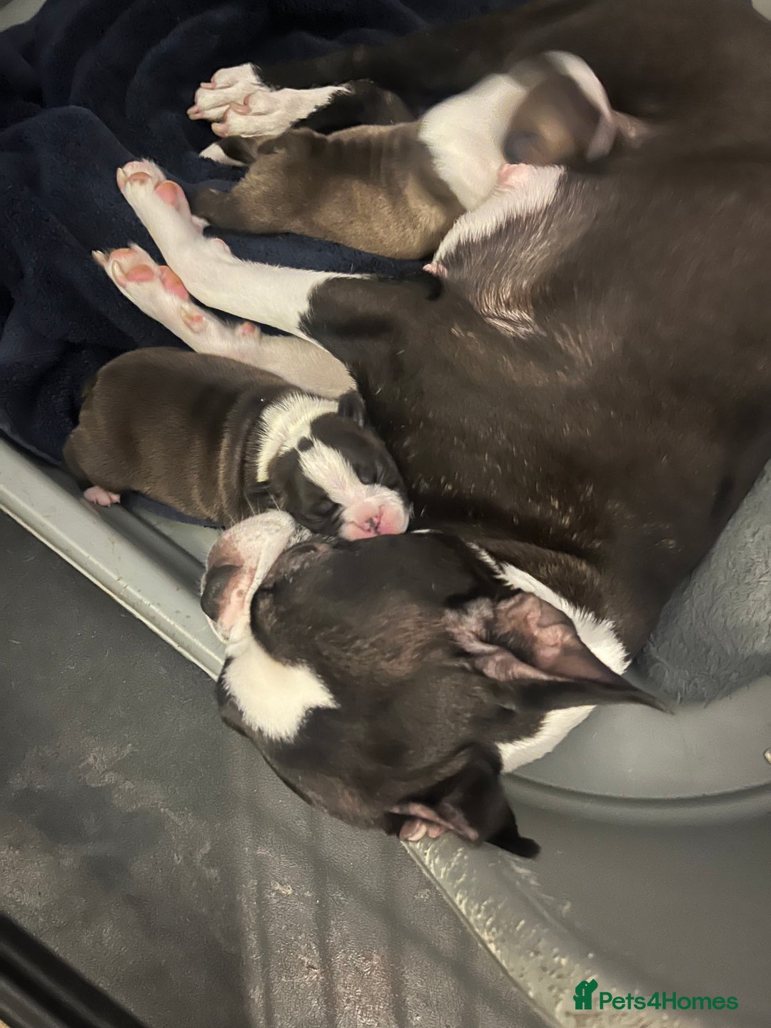 Boston Terrier dogs for sale: Boston Terrier Puppies. Ready in 2 weeks.  - Advert 15