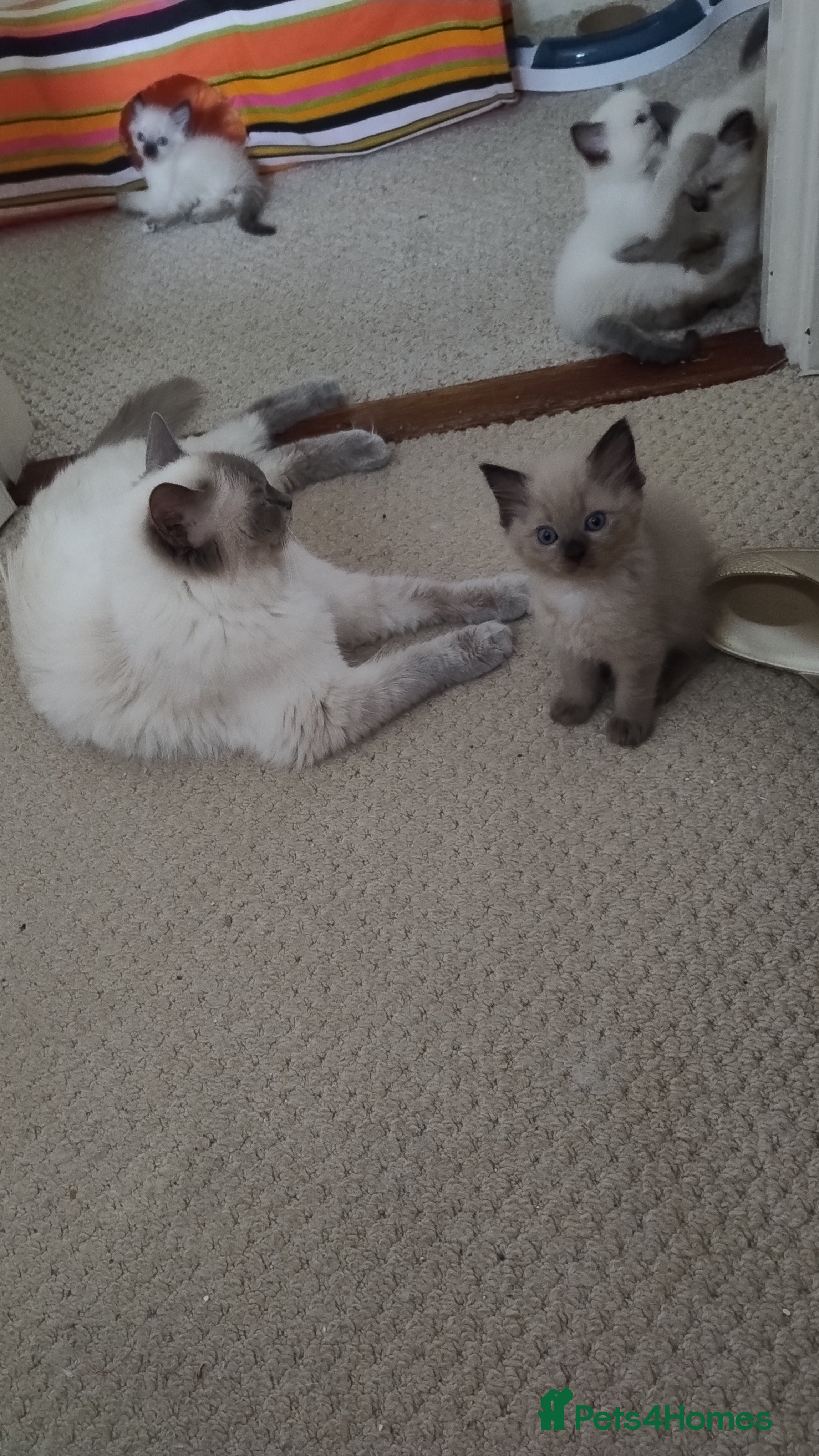 Ragdoll cats Pure bred Ragdolls need loving homes - Advert 2