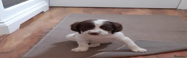 English Springer Spaniel 5