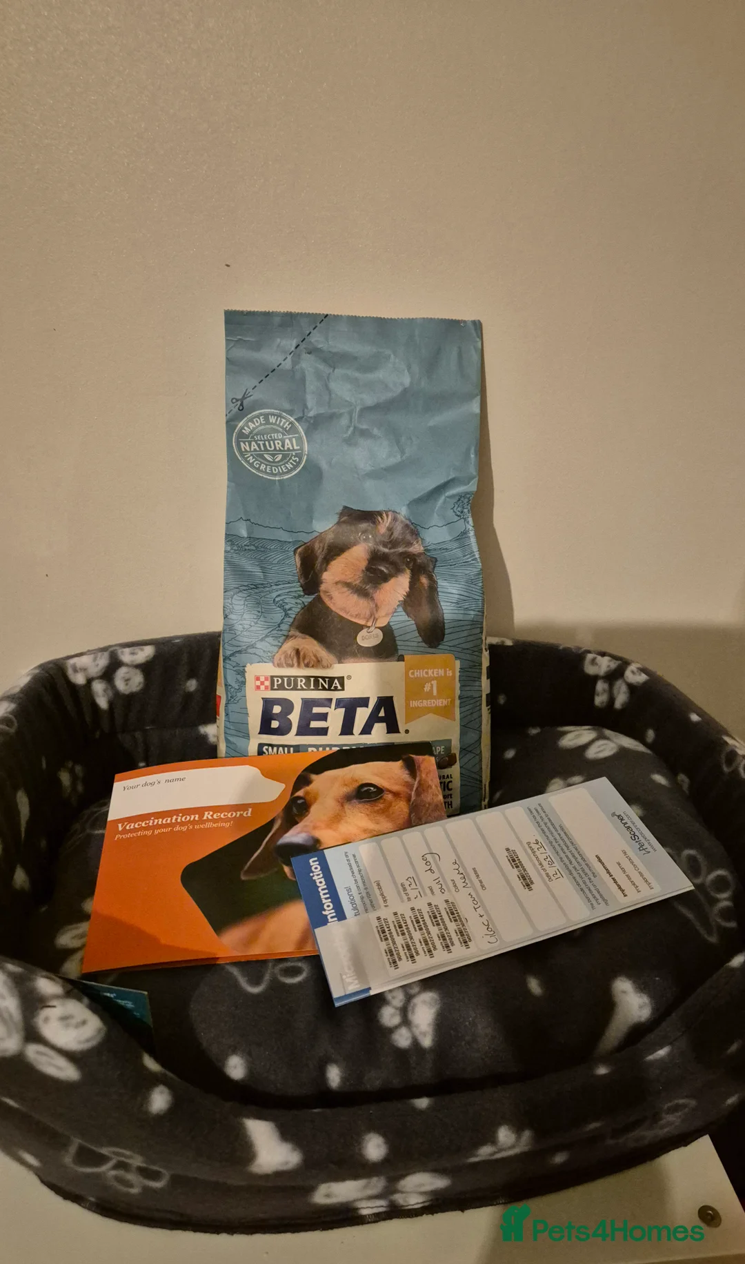 English Bulldog dogs for sale: Beautiful Chunky English Bulldog Pups - Advert 10