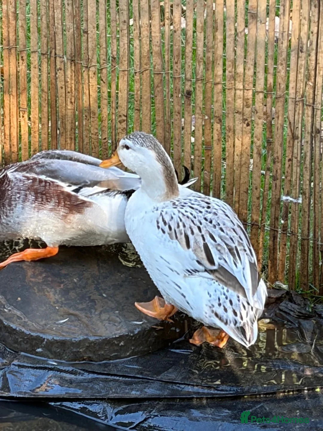 Ducks poultry for sale: Mixture of ducks  - Advert 2