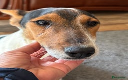 Fox Terrier dogs for adoption: Sweet Mizzo looking for LOVE - Image 27