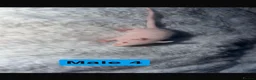 Mouse rodents for sale: Baby mice  - Advert 9