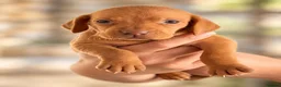 Hungarian Vizsla dogs for sale: 🐾 Beautiful Hungarian Vizsla Puppies For Sale 🐾 - Advert 2