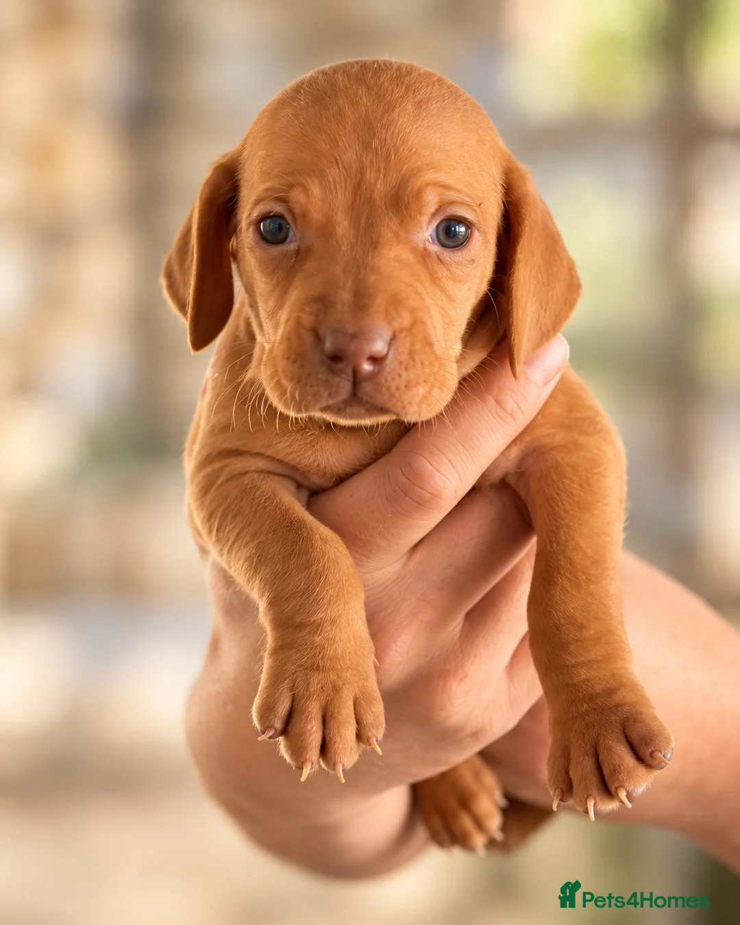 Hungarian Vizsla dogs for sale: 🐾 Beautiful Hungarian Vizsla Puppies For Sale 🐾 - Advert 2