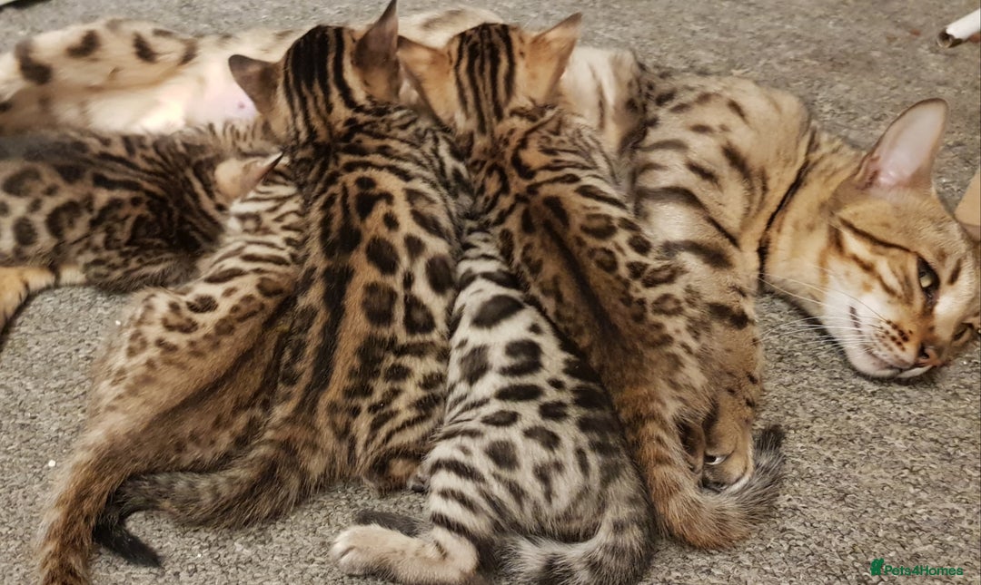 Bengal cats for sale: Bengal kittens  - Image 4