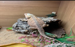 Bearded Dragon reptiles for sale: Bearded dragon and set up - Image 5