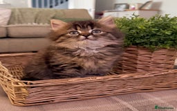 Persian cats for sale: Beautiful 1/2 Persian kittens (2girls 1 boy) - Image 24