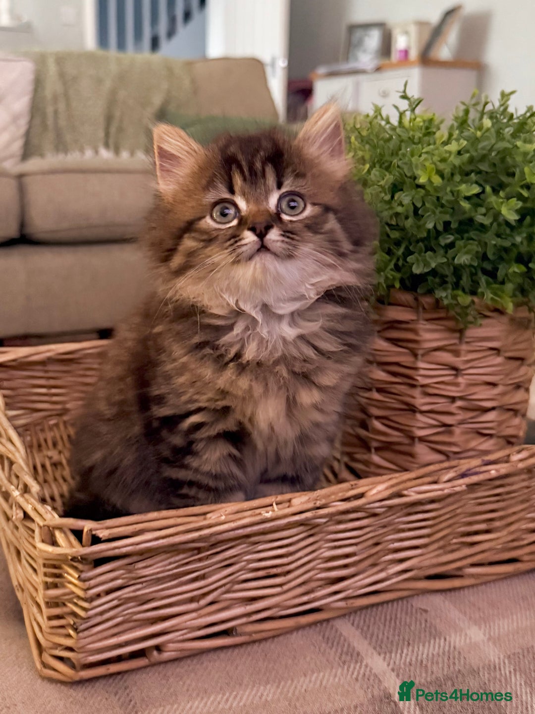 Persian cats for sale: Beautiful 1/2 Persian kittens (2girls 1 boy) - Image 24