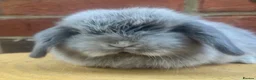 Mini Lop rabbits for sale: Pure bred baby pedigreed mini lops  - Advert 9