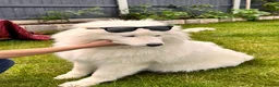 Samoyed dogs for sale: Bundle of joy 3 Puppy - Advert 9