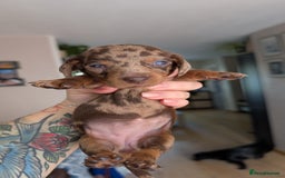 Dachshund dogs for sale: Dachshunds  - Image 16