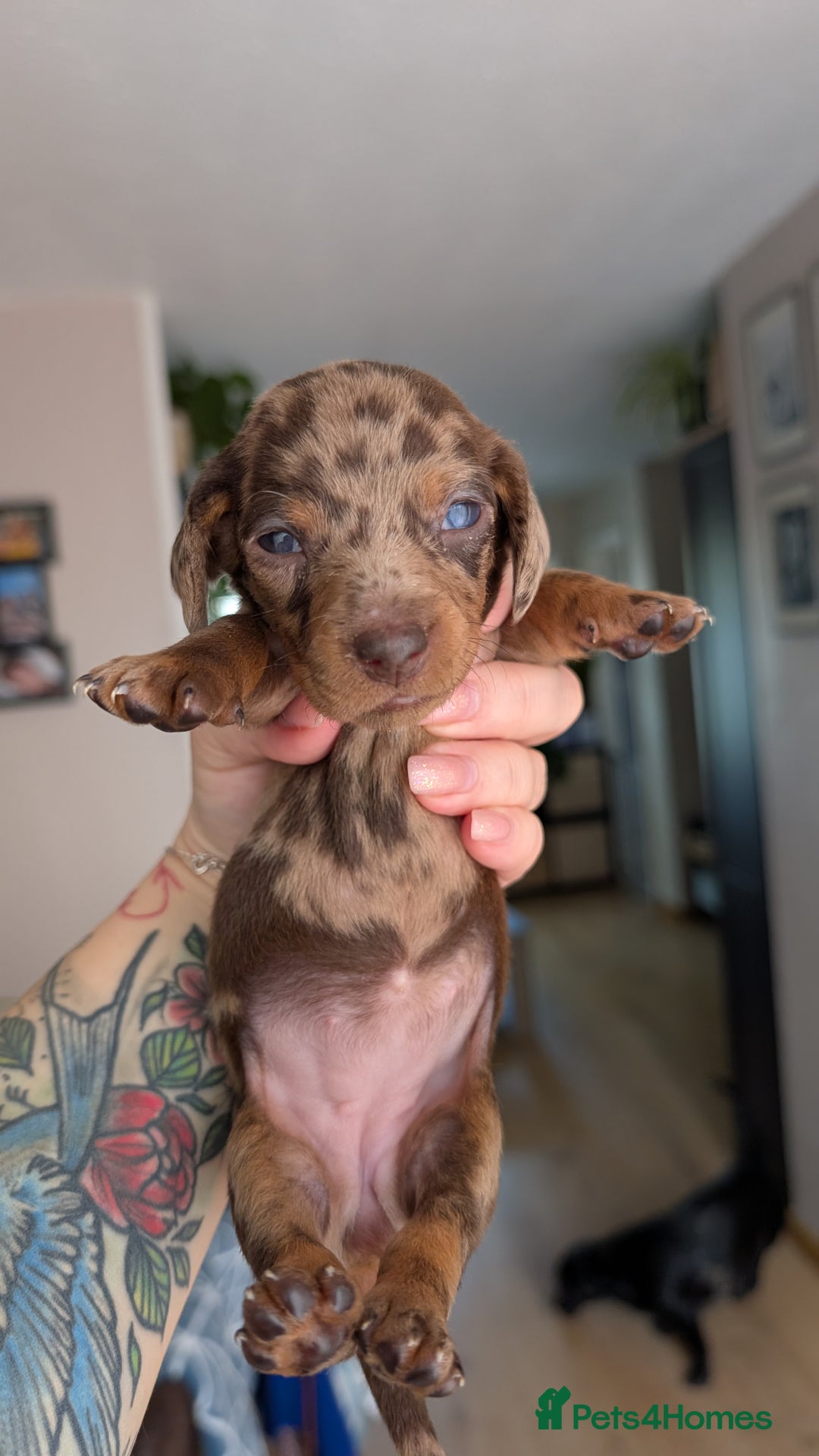 Dachshund dogs for sale: Dachshunds  - Image 16