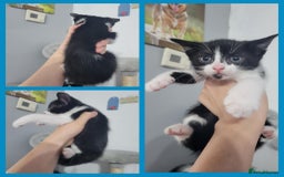 Mixed Breed cats for sale: Mixed breed kittens  - Image 9