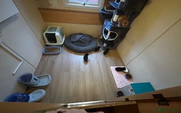 Ragcoon cats for sale: Ragdoll cross Maine coon - Image 4