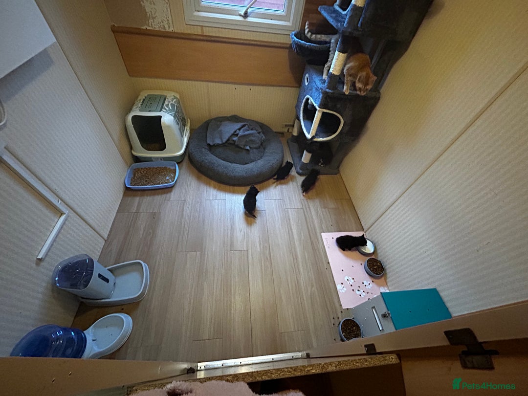 Ragcoon cats for sale: Ragdoll cross Maine coon - Image 4