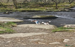 Jack Russell dogs for stud: Jack Russell Dog for Stud - Image 12