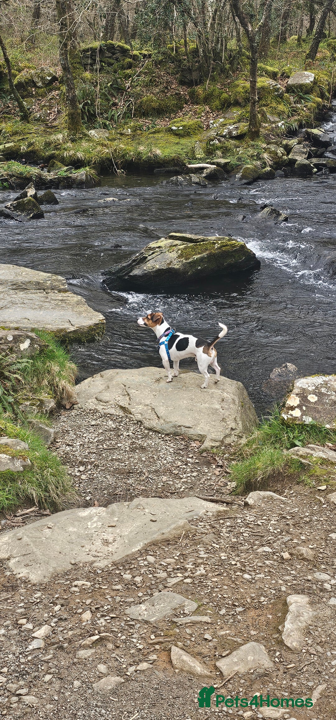 Jack Russell dogs for stud: Jack Russell Dog for Stud - Image 12