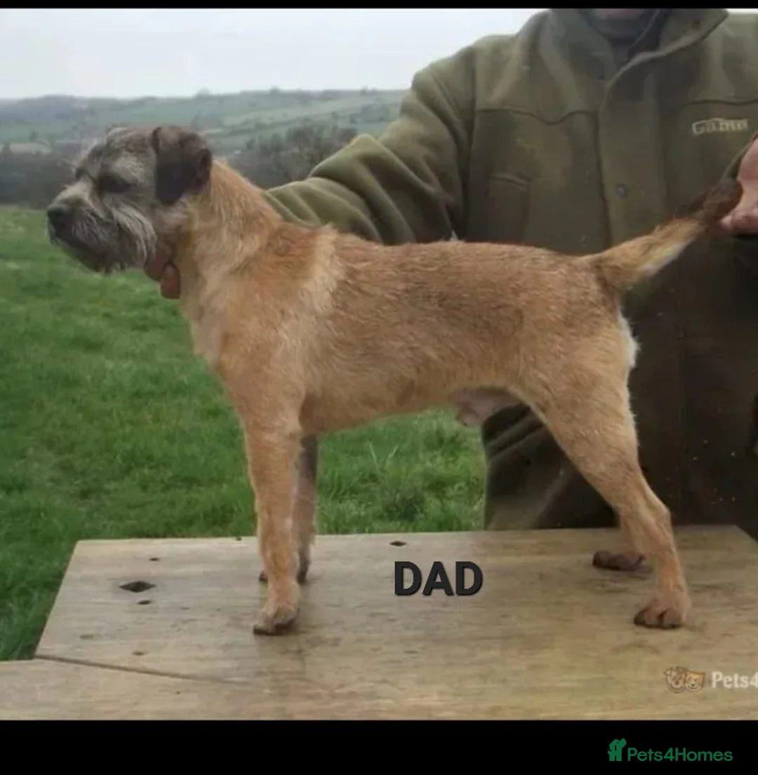 Border Terrier dogs for sale: Gorgeous Border Terrier puppies - Advert 11