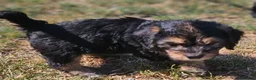 Mixed Breed dogs for sale: Beautiful Poogle pups for sale (beagle x poodle ) - Advert 18