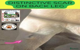 Pug dogs for sale: STOLEN PUG OZZIE  - Image 3