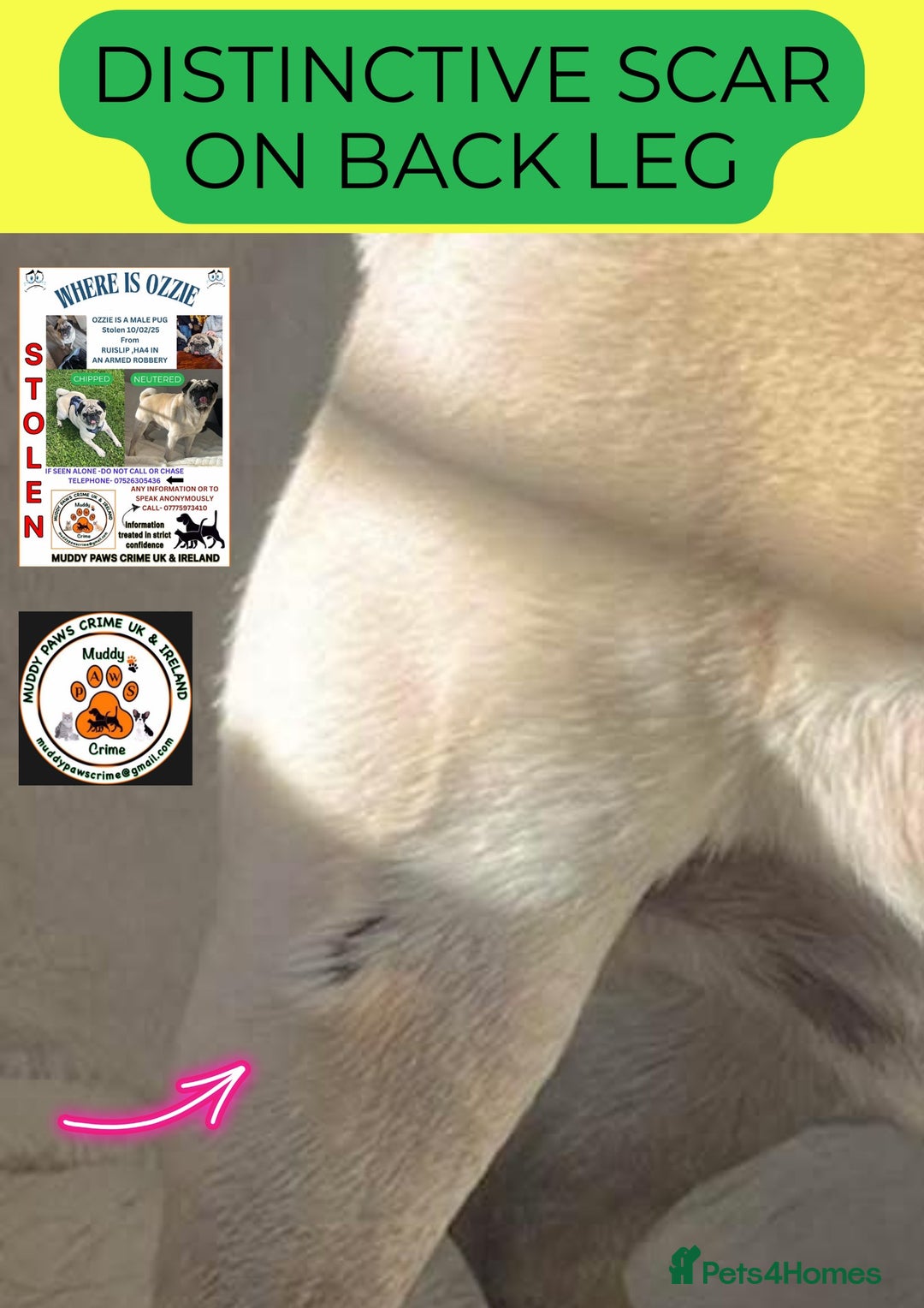 Pug dogs for sale: STOLEN PUG OZZIE  - Image 3